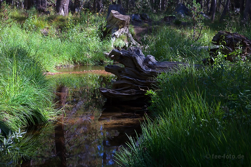 Bachlauf am Porcupine Flat Campground